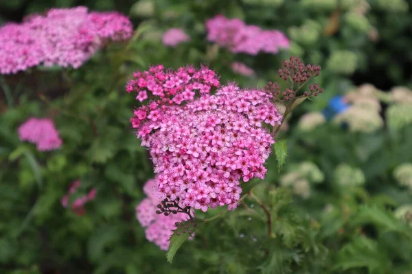 Valeriana Officinalis Bloomed Summer — Stock Photo, Image