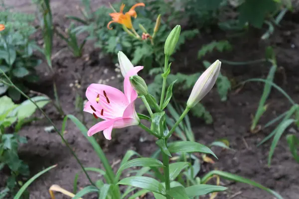 Pembe zambaklar çok nazik görünür.