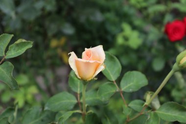 Bu gülün çok narin rengi inanılmaz.