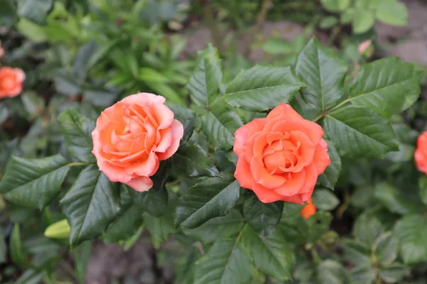 Этим Летом Расцвели Апельсиновые Розы — стоковое фото