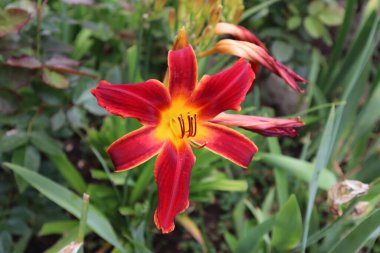 Lily en güzel çiçeklerden biridir.