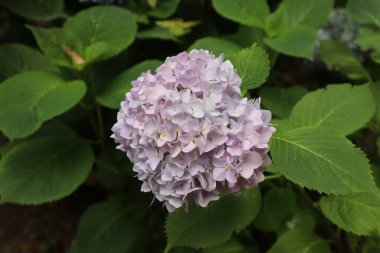 Bu ortancanın hassas tonu emsalsizdir.