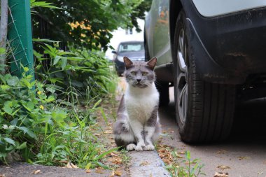 Bu kedi çok karizmatik.