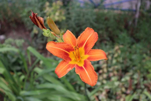 Turuncu zambaklar bu yaz bizi mutlu ediyor.