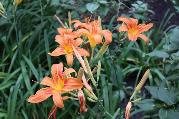 Bahçedeki çok güzel zambaklar