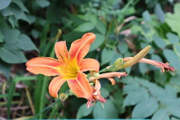 ユリは最も美しい花の一つです — ストック写真