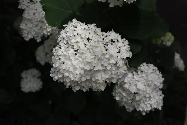 Bílý Hortenzie Velmi Elegantní — Stock fotografie