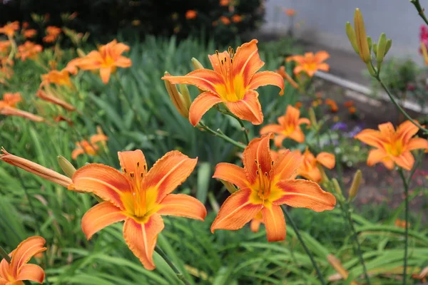 Zambak yaprakları çok nadir ve güzeldir.