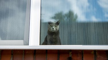 Gri kedi pencereden dışarı bakıyor.