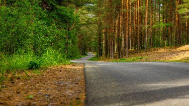 Çam ormanında bir yol. Ormanda bir yürüyüş..