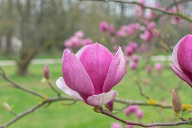 Zaten açık manolya çiçeği, bir ağaçta yetişen pembe çiçeğin yakın çekimi.