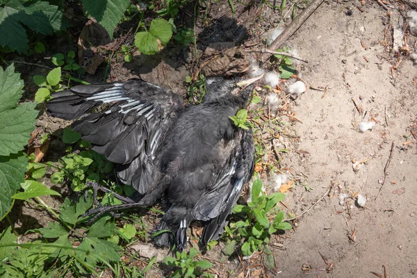 Large Black Dead Bird Western Jackdaw Died Water Shortage — Stock Photo, Image