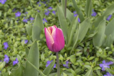 Yapraklardan oluşan yeşil bir arka planı olan yalnız pembe lale.