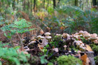 Turuncu kırmızı strofarya Avustralya 'da iyi bilinen bir türdür.