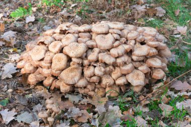 Plicaturopsis crispa çok kısa bir süre içinde Flanders Belçika 'da general olacak.