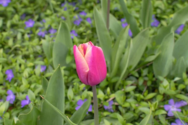 Μοναχικά Σκούρο Ροζ Τουλίπα Ένα Όμορφο Πράσινο Φόντο Από Φύλλα — Φωτογραφία Αρχείου