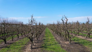 İlkbaharda Elma ağaçlı tarla