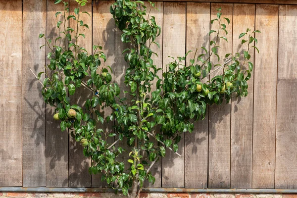 Elma Ağacı Ahşap Bir Duvara Karşı Espalier Olarak Yerleştirilmiş — Stok fotoğraf