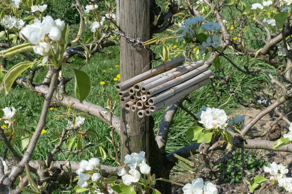 果樹園に結ばれた竹の棒は昆虫のホテルとして機能します — ストック写真