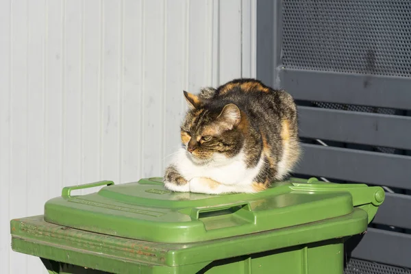 spotted cat rests in the sun on a container for green waste