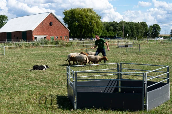 Kieldrecht Bélgica Setembro 2019 Exercício Difícil Para Cão Rebanho Deve — Fotografia de Stock