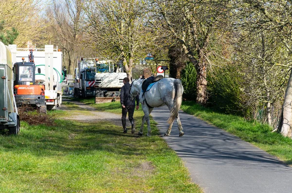 Sint Gillis Waas Bélgica Abril 2020 Homem Com Cavalo Mão — Fotografia de Stock