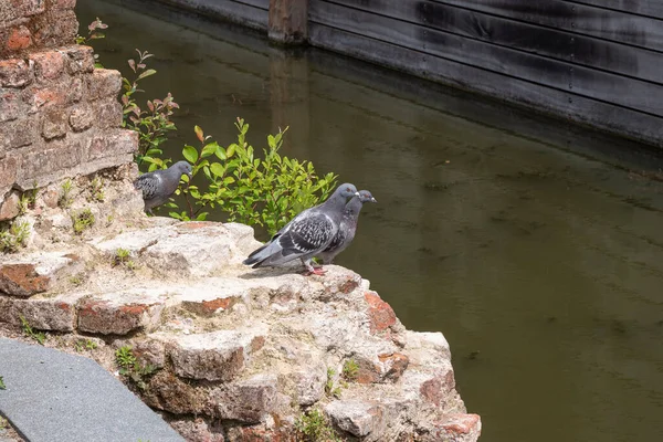 Three Pigeons Sitting Crumbled Wall Water — Stock Photo, Image