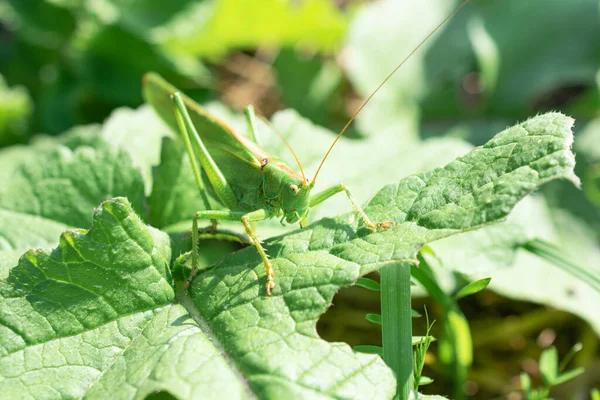 Large Green Saber Grasshopper Tettigonia Viridissima One Largest Belgian Insects — Stock Photo, Image