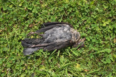 Ölü genç kuş yeşil çimlerde bir karatavuk