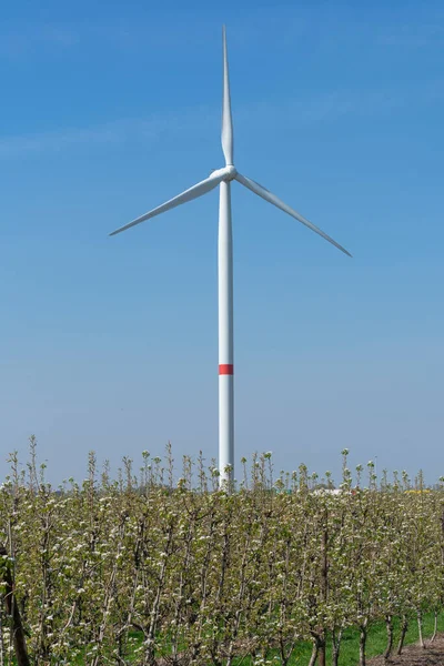 Vertical photo of a wind turbine with apple blossom in the foreground and a blue sky as background