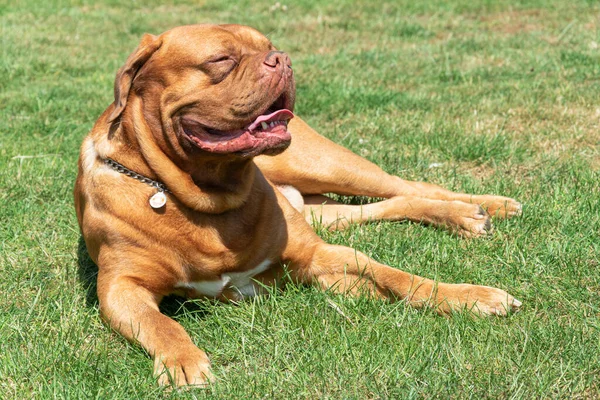 非常に大きな犬フランスのマスチフは太陽の下で草の中に休んでいる ロイヤリティフリーのストック画像