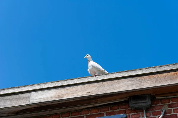 Biały Turkawka Siedzi Krawędzi Dachu Niebieskim Niebem Jako Tło — Zdjęcie stockowe