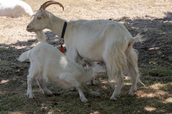 Cabra Jovem Começa Amamentar Com Sua Mãe — Fotografia de Stock