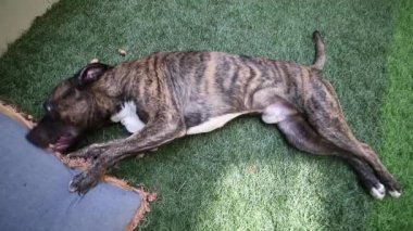 Pitbull boksörü (veya Presa Canario) köpek bahçede yastıkla oynuyor