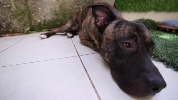 Geretteter Pitbull Boxer Hund Liegt Garten — Stockvideo