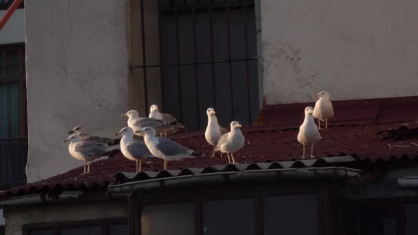 Чайки Крыше — стоковое видео