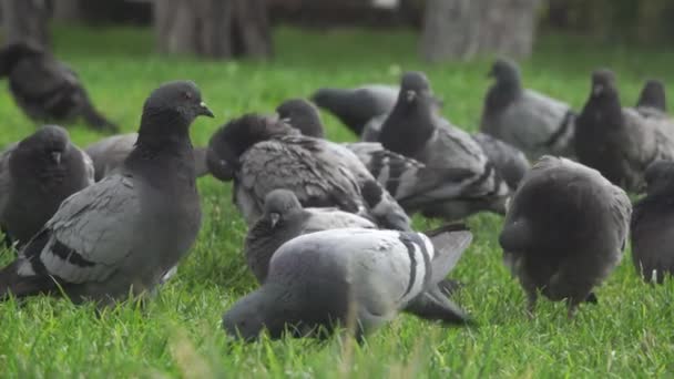 Duivenkudde Een Stadspark Ankara Turkije Mooie Ochtend Hongerige Vogels — Stockvideo