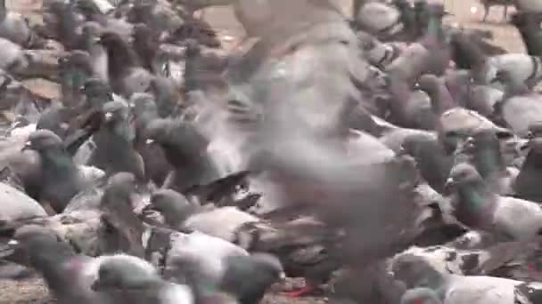 비둘기들은 공원에서 부스러기를 찾는다 공원에 비둘기 — 비디오