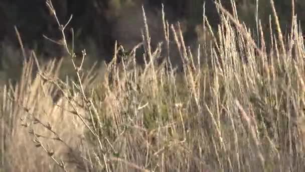 Erba Estiva Soffia Nel Vento Stagione Secca Giorno Ventoso Estate — Video Stock