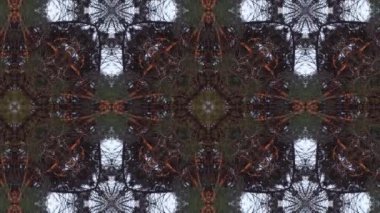 Ağaçlar. Kaleydoskopik VJ Döngü / Hareket Arkaplanı. Organik soyut psikedelik kaleydoskop kalıpları.