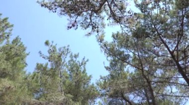 Yazın kırsal alanda ağaçlar. Huzurlu bir yaz günü.