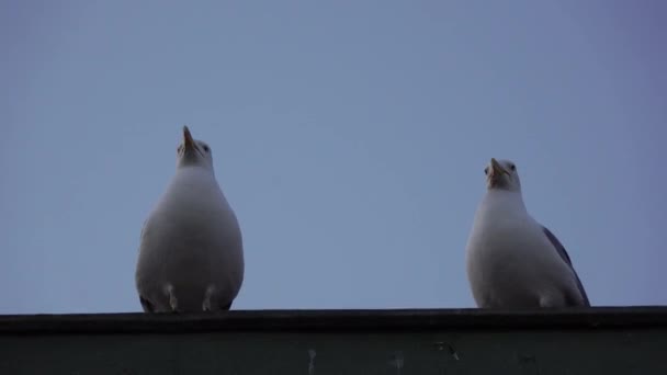 Çatıda Martılar Var Şsiz Kuşlar Siyasetten Bahsediyorlar — Stok video