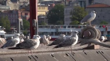 Çatıda martılar var. Martılar yavaş çekimde boş boş bakıyorlar.