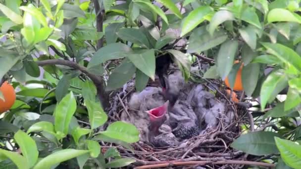 母親のカラスが赤ちゃんに餌をやってる 鳥の家に2羽の鳥がいる クロウお母さん誰かに — ストック動画