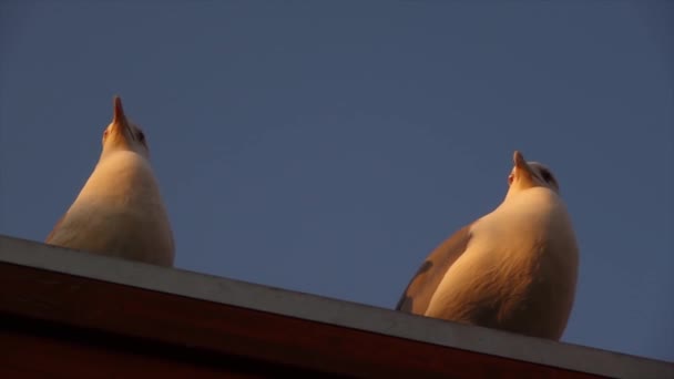 Twee Boze Meeuwen Het Dak Grappige Vogels Kijken Zich Heen — Stockvideo