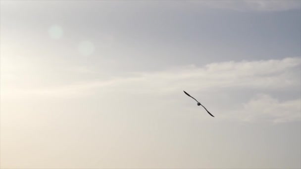 空飛ぶカモメの動きが遅い 美しい朝の夏を飛ぶカモメ — ストック動画