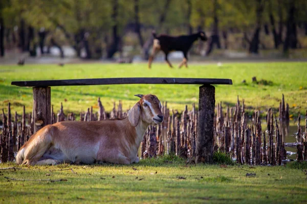 Peyzaj Keçisi çimlerin üzerinde oturuyor. Seçici odaklanma. Yüzeyin derinliği. Arkaplan bulanıklığı.