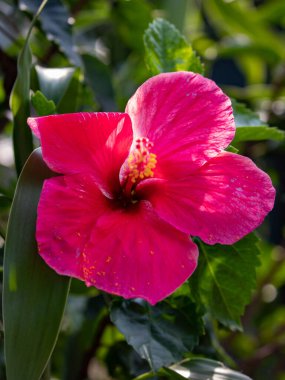 Yeşil arka planı olan güzel Kırmızı Hibiscus Çiçekleri. Seçici odaklanma. Yüzeyin derinliği. Arkaplan bulanıklığı.