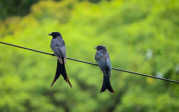 Paysage Paire Oiseaux Martin Pourpre Dans Une Corde Concentration Sélective — Photo