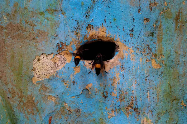 Peyzaj arıları yuvalarına giriyor. Seçici odaklanma. Yüzeyin derinliği. Arkaplan bulanıklığı.